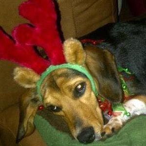 Meet your Posher, Hollie